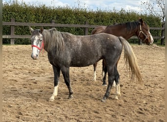 Weitere Ponys/Kleinpferde, Stute, 3 Jahre, Schimmel