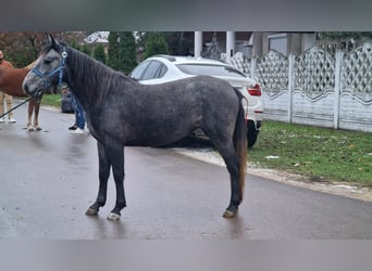 Weitere Ponys/Kleinpferde, Stute, 4 Jahre, 135 cm, Schimmel