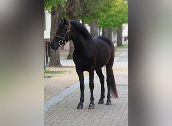 Weitere Ponys/Kleinpferde, Stute, 4 Jahre, 142 cm, Rappe