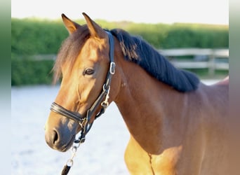 Weitere Ponys/Kleinpferde, Stute, 4 Jahre, 143 cm, Brauner
