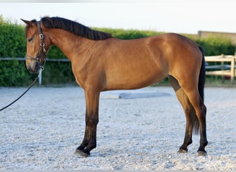 Weitere Ponys/Kleinpferde, Stute, 4 Jahre, 143 cm, Brauner