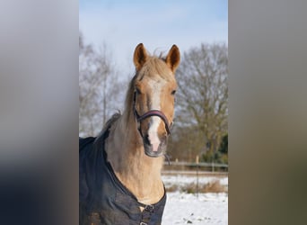 Weitere Ponys/Kleinpferde, Stute, 4 Jahre, 144 cm, Palomino