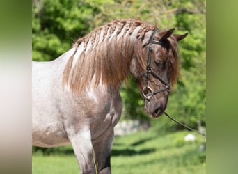 Weitere Ponys/Kleinpferde, Stute, 4 Jahre, 145 cm