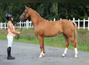 Weitere Ponys/Kleinpferde Mix, Stute, 4 Jahre, 147 cm, Hellbrauner