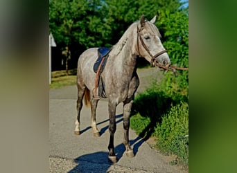 Weitere Ponys/Kleinpferde, Stute, 4 Jahre, 149 cm, Braunfalbschimmel