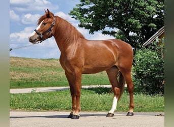 Weitere Ponys/Kleinpferde, Stute, 4 Jahre, 149 cm, Fuchs