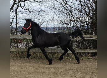 Weitere Ponys/Kleinpferde Mix, Stute, 4 Jahre, 153 cm