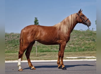 Weitere Ponys/Kleinpferde, Stute, 4 Jahre, 153 cm, Fuchs