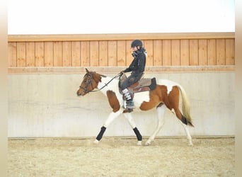 Weitere Ponys/Kleinpferde, Stute, 4 Jahre, 155 cm, Schecke