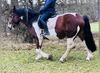 Weitere Ponys/Kleinpferde, Stute, 4 Jahre, 157 cm, Schecke