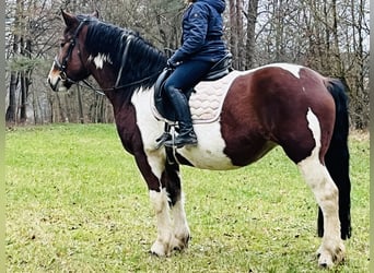 Weitere Ponys/Kleinpferde, Stute, 4 Jahre, 157 cm, Schecke