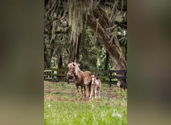 Weitere Ponys/Kleinpferde, Stute, 4 Jahre, 79 cm