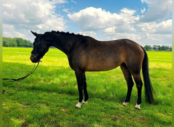 Weitere Ponys/Kleinpferde, Stute, 5 Jahre, 136 cm, Dunkelbrauner