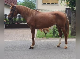 Weitere Ponys/Kleinpferde, Stute, 5 Jahre, 143 cm, Fuchs
