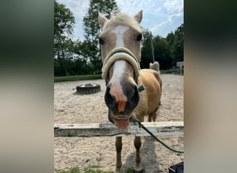 Weitere Ponys/Kleinpferde, Stute, 5 Jahre, 144 cm, Palomino