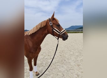 Weitere Ponys/Kleinpferde, Stute, 5 Jahre, 145 cm, Fuchs