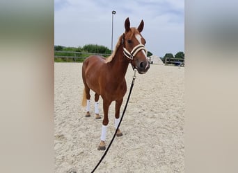 Weitere Ponys/Kleinpferde, Stute, 5 Jahre, 145 cm, Fuchs