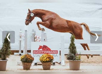 Weitere Ponys/Kleinpferde, Stute, 5 Jahre, 145 cm, Fuchs