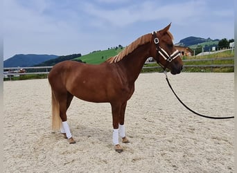 Weitere Ponys/Kleinpferde, Stute, 5 Jahre, 145 cm, Fuchs