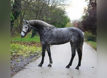 Weitere Ponys/Kleinpferde, Stute, 5 Jahre, 146 cm, Apfelschimmel