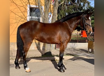 Weitere Ponys/Kleinpferde, Stute, 5 Jahre, 146 cm, Brauner