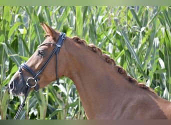Weitere Ponys/Kleinpferde, Stute, 5 Jahre, 146 cm