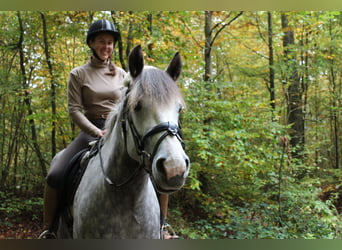 Weitere Ponys/Kleinpferde, Stute, 5 Jahre, 147 cm, Apfelschimmel