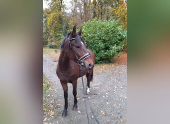 Weitere Ponys/Kleinpferde, Stute, 5 Jahre, 147 cm, Brauner