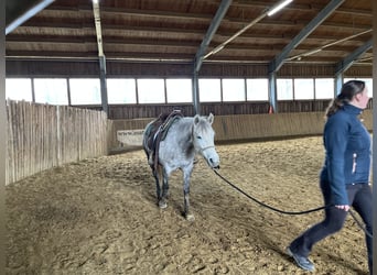 Weitere Ponys/Kleinpferde Mix, Stute, 5 Jahre, 147 cm, Schimmel