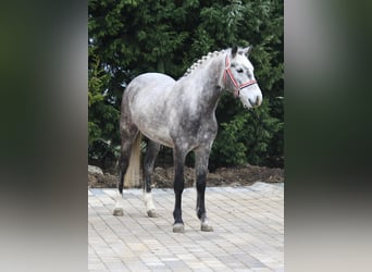Weitere Ponys/Kleinpferde, Stute, 5 Jahre, 148 cm, Apfelschimmel