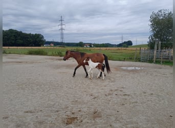 Weitere Ponys/Kleinpferde Mix, Stute, 5 Jahre, 148 cm, Brauner