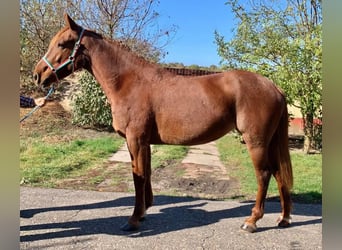 Weitere Ponys/Kleinpferde, Stute, 5 Jahre, 148 cm, Fuchs