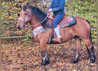 Weitere Ponys/Kleinpferde, Stute, 5 Jahre, 150 cm, Brauner