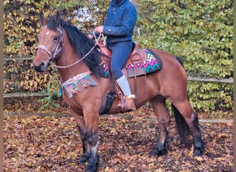 Weitere Ponys/Kleinpferde, Stute, 5 Jahre, 150 cm, Brauner