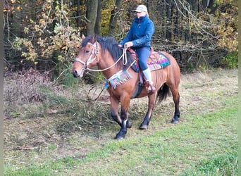 Weitere Ponys/Kleinpferde, Stute, 5 Jahre, 150 cm, Brauner