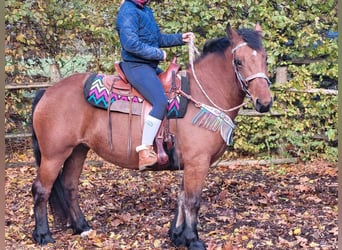 Weitere Ponys/Kleinpferde, Stute, 5 Jahre, 150 cm, Brauner