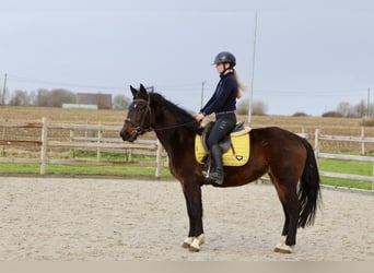 Weitere Ponys/Kleinpferde, Stute, 5 Jahre, 150 cm, Brauner