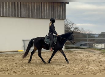 Weitere Ponys/Kleinpferde Mix, Stute, 5 Jahre, 151 cm, Dunkelbrauner