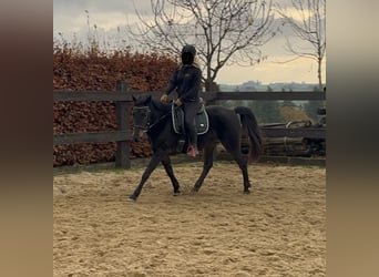 Weitere Ponys/Kleinpferde Mix, Stute, 5 Jahre, 151 cm, Dunkelbrauner