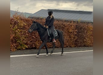 Weitere Ponys/Kleinpferde Mix, Stute, 5 Jahre, 151 cm, Dunkelbrauner