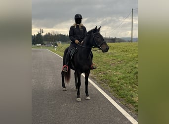 Weitere Ponys/Kleinpferde Mix, Stute, 5 Jahre, 151 cm, Dunkelbrauner