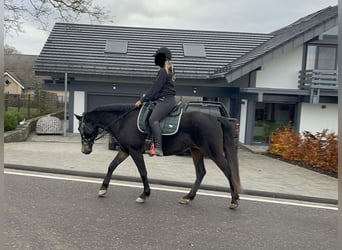 Weitere Ponys/Kleinpferde Mix, Stute, 5 Jahre, 151 cm, Dunkelbrauner