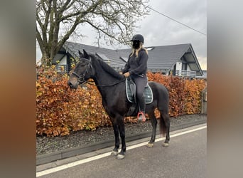 Weitere Ponys/Kleinpferde Mix, Stute, 5 Jahre, 151 cm, Dunkelbrauner