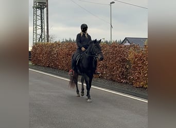 Weitere Ponys/Kleinpferde Mix, Stute, 5 Jahre, 151 cm, Dunkelbrauner