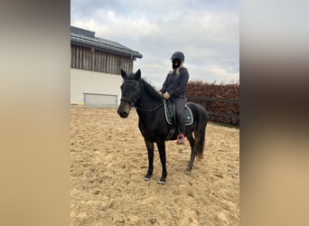 Weitere Ponys/Kleinpferde Mix, Stute, 5 Jahre, 151 cm, Dunkelbrauner