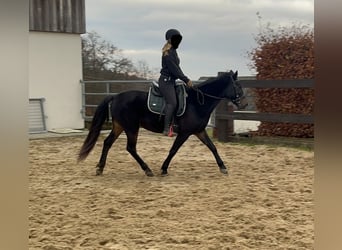 Weitere Ponys/Kleinpferde Mix, Stute, 5 Jahre, 151 cm, Dunkelbrauner