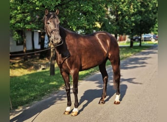 Weitere Ponys/Kleinpferde, Stute, 5 Jahre, 152 cm, Brauner