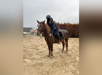 Weitere Ponys/Kleinpferde Mix, Stute, 5 Jahre, 154 cm, Dunkelfuchs