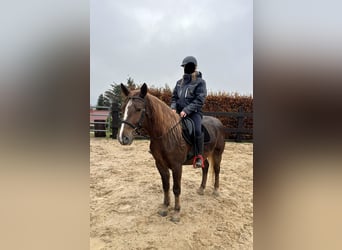 Weitere Ponys/Kleinpferde Mix, Stute, 5 Jahre, 154 cm, Dunkelfuchs