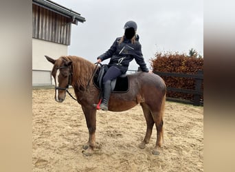 Weitere Ponys/Kleinpferde Mix, Stute, 5 Jahre, 154 cm, Dunkelfuchs